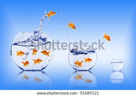 Goldfish jump into the aquarium with water.