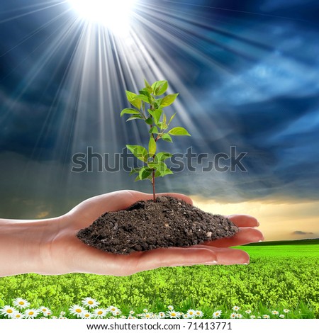 picture of hands holding small growing green plant