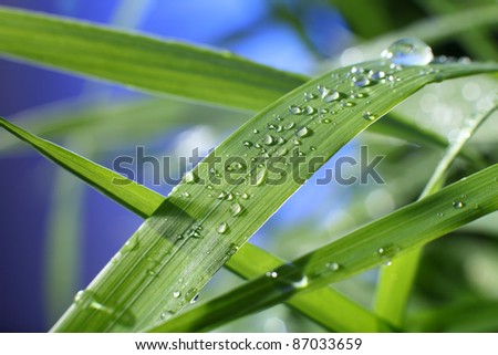 drop of dew on a blade of grass