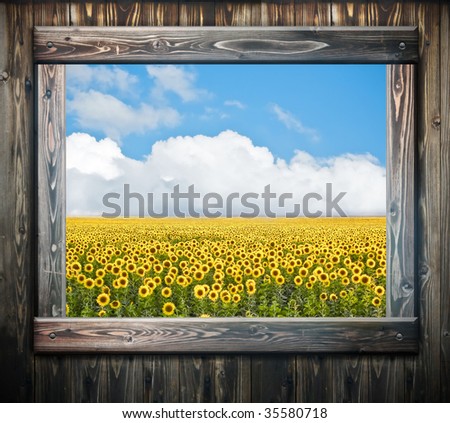 old window with view to sunflower field