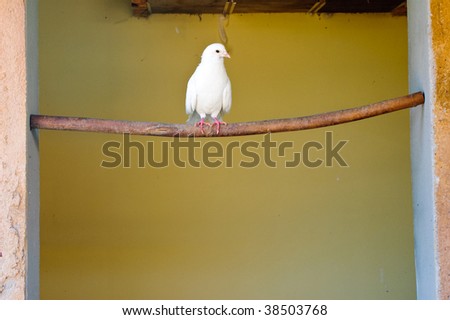 White pigeon resting on a horizontal wood pole.