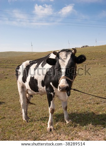 Cow in the farm, sky and clouds as background