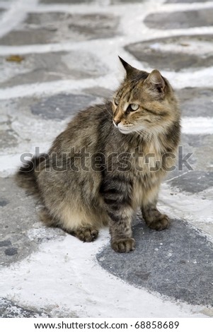 Stray cat outside cafe in Mykonos, Greece