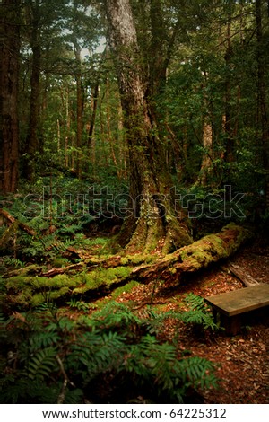 stock photo : A mysterious forest in Tasmania