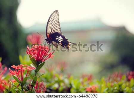 Types Beautiful Flowers on Beautiful Flower  The Colorful Butterfly Stays On A Beautiful Flower