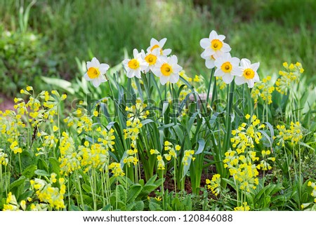 White and yellow narcissus on landscaping design flower bed