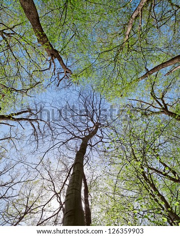 Crown of a trees in deciduous (leaf) forest depths in sunny spring day.