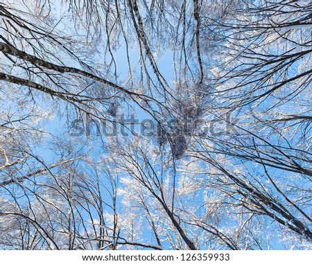 Crown of a trees covered with hoar frost in winter forest, overhead view