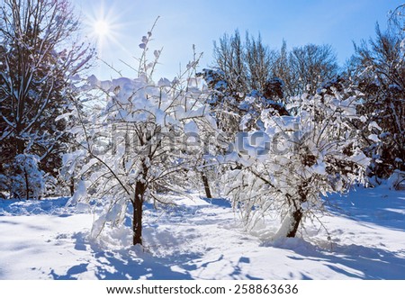 Winter landscape with two trees covered by hard snow and bright sun