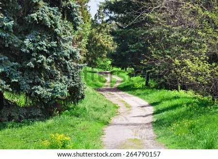 Rural road in coniferous forest, sunny spring day