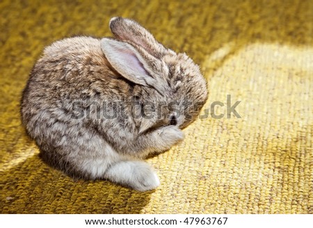 washing baby rabbit sitting on the carpet