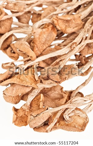 Dried armillaria (fairy-ring ) mushrooms isolated on white