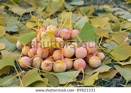 Ginkgo Biloba fruits heap lying over leaves, outdoor shot