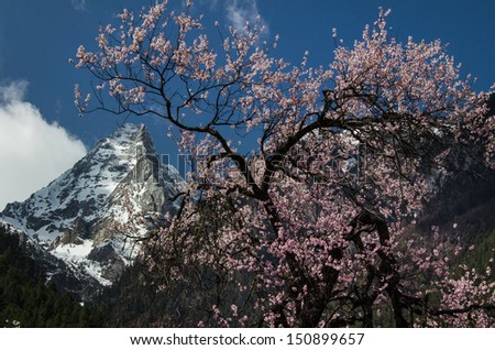 The peach blossom and snow capped mountains