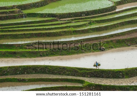 The terrace and a farmer in rains