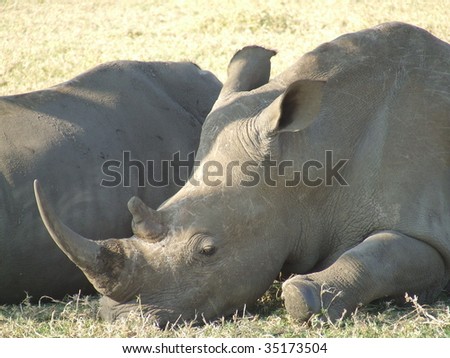 Mother rhino