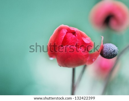 Beautiful poppies on the  field in rainy day