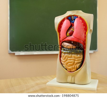 Close up of anatomical  model of a human body in biology classroom