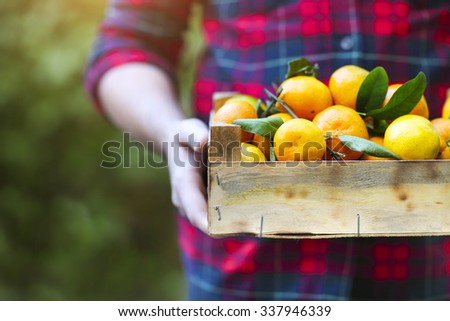 Box of the tangerine in the hands of a man in a plaid shirt. Close up