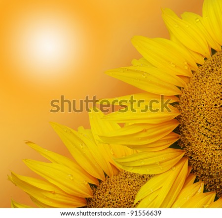 Two sunflower on the sunny sky background
