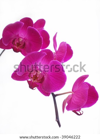 purple centerpiece for an afternoon marriage in a open would be to plant a 