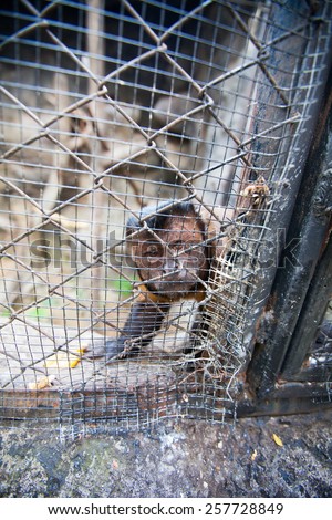 an image of monkey in zoo or laboratory in cage. abe behind bars