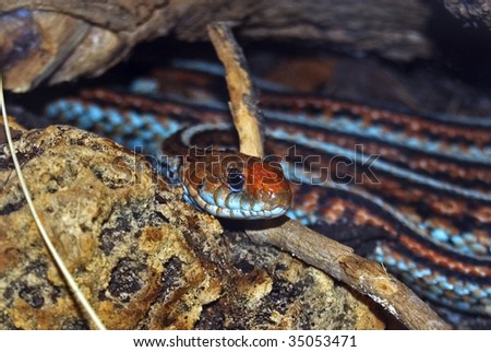 Red and blue snake