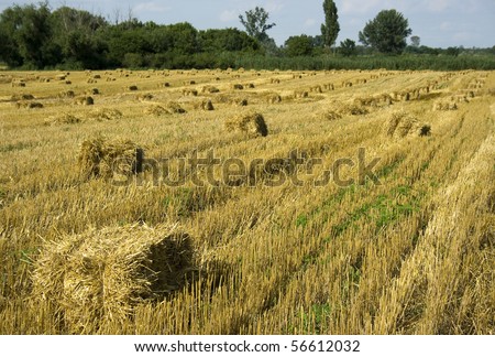 Square hay bales in a field.