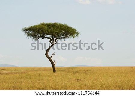 Large Acacia tree in the open savanna plains of Masai Mara,Kenya