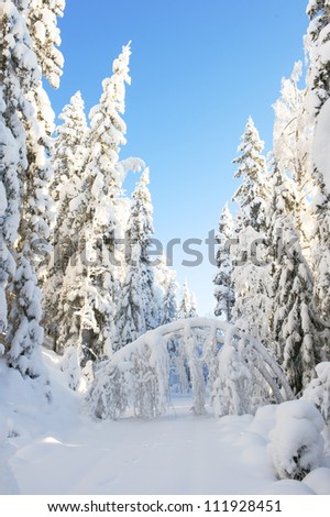 Trees heavy of snow in swedish forest