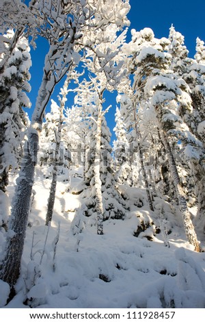 Trees heavy of snow in swedish forest