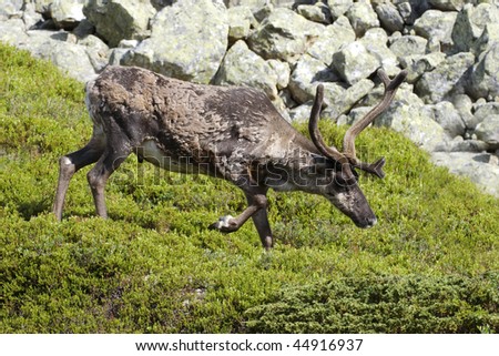 Wild Reindeer (Rangifer tarandus) from Dalarna in Sweden