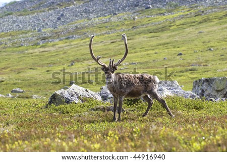 Wild Reindeer (Rangifer tarandus) from Dalarna in Sweden