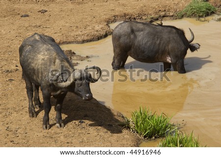 Buffalo Drinking Water