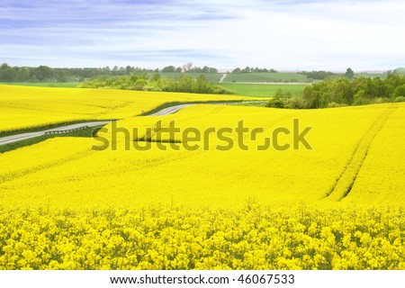 A field of yellow Rapeseed, Denmark