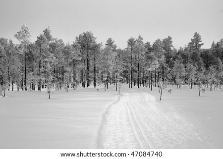 Cross country track in a snowy forest, Sweden