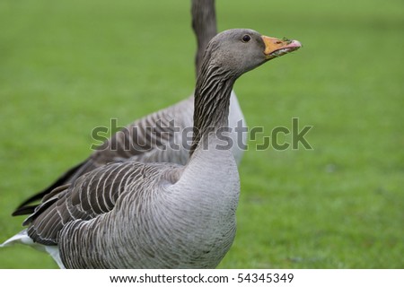 Grey Goose in the park eating grass