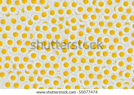 Marguerite daisy pattern background