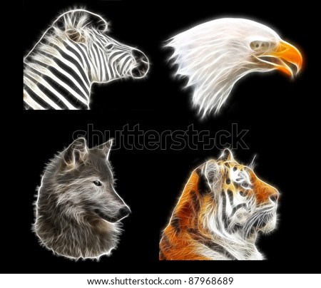 Wolf Zebra