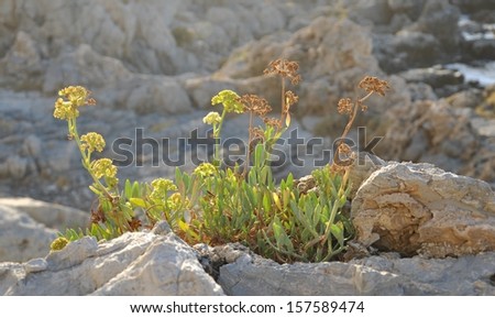green plant growing on rock
