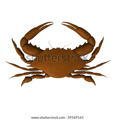 Picture Of Crab