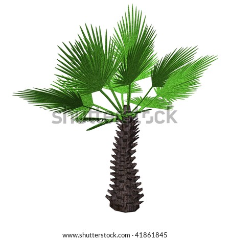 palm tree render