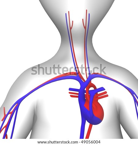 circulatory system. and circulatory system