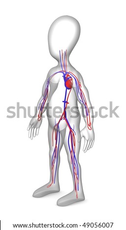 circulatory system pictures. and circulatory system