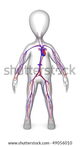 human circulatory system images. and circulatory system