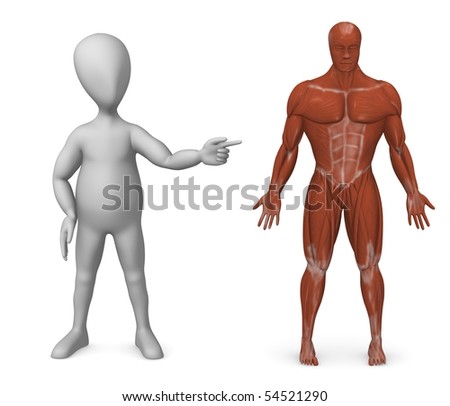 stock photo 3d render of cartoon character showing human muscle system