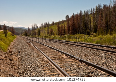 A pair of railroad tracks in a mountainous region of the west.  The result of a pine beetle infestation can be seen by the amount of dead pine trees alongside the railroad tracks.