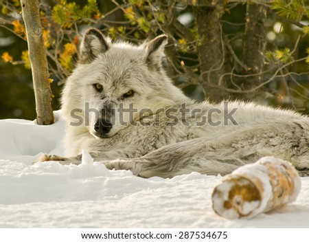 grey wolf laying on snow bank watching photographer