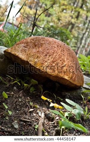 large fungus or mushroom in the back country near Helena, Montana, USA