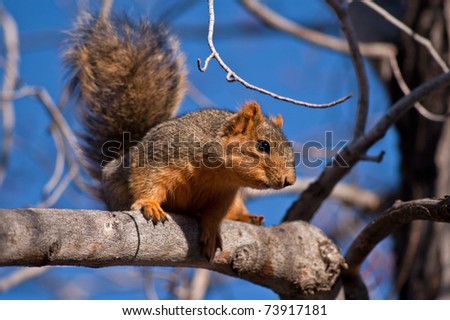 a squirrel sits on a tree branch overlooking the back deck of a house in early spring waiting for the opportunity to get to a bowl of cat food sitting on the deck